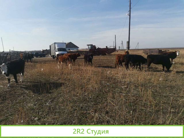 Животноводческая ферма со скотом