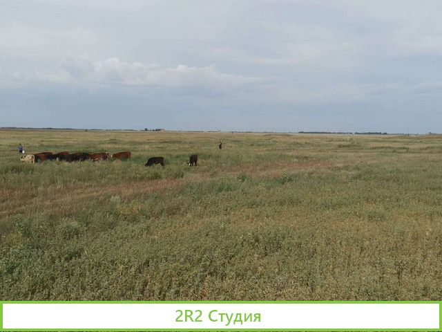 Животноводческая ферма со скотом