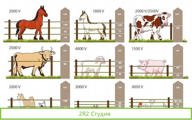 Животноводческая мини-ферма
