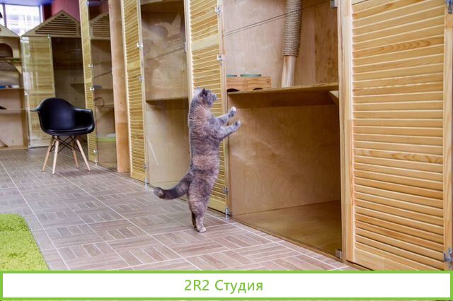 Зоогостиница груминг. Прибыль 110 000р