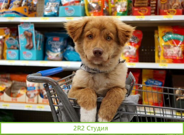 Зоомагазин с груминг салоном / Доход 75000